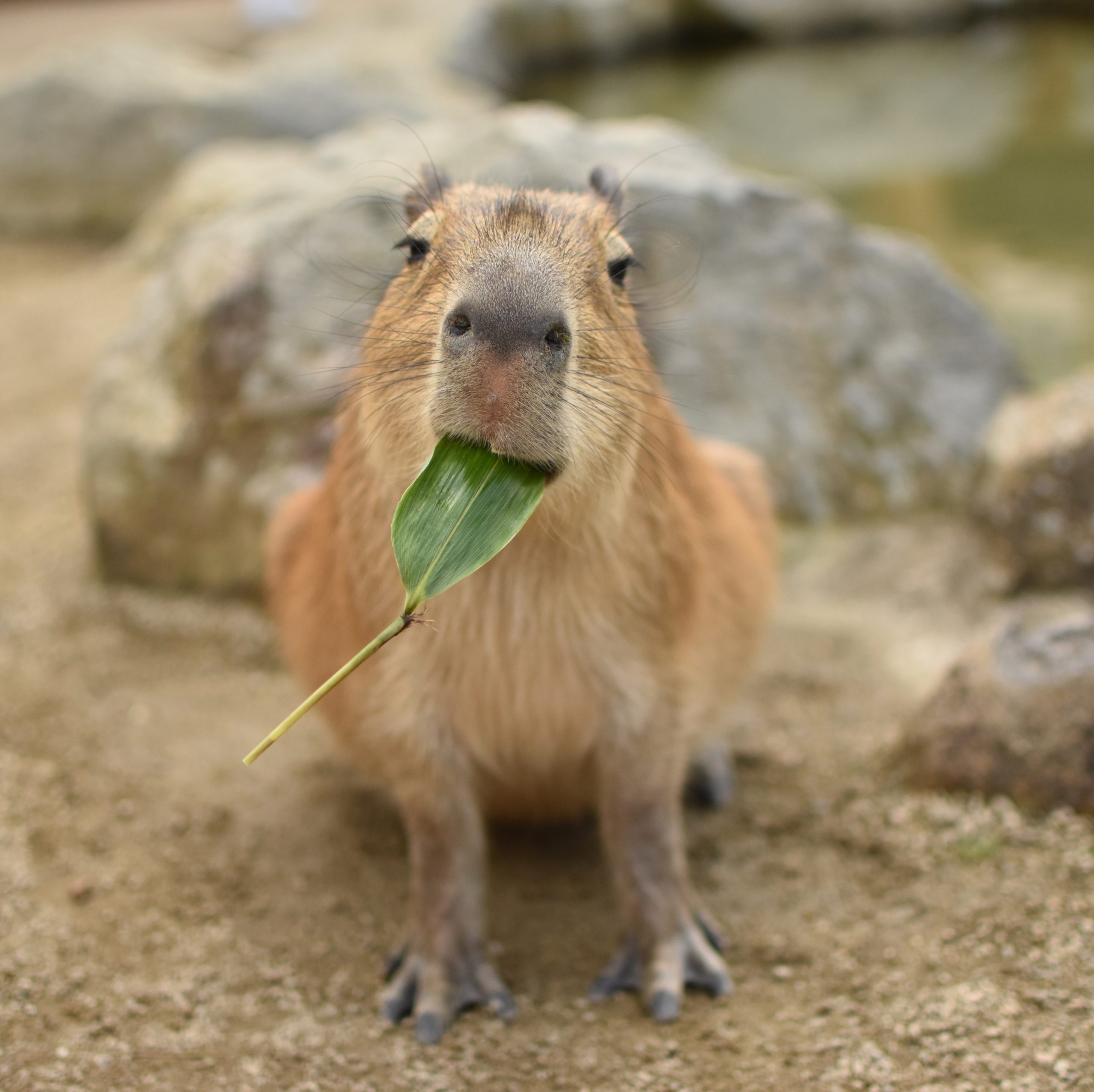 自慢げに笹を咥えている子供のカピバラ