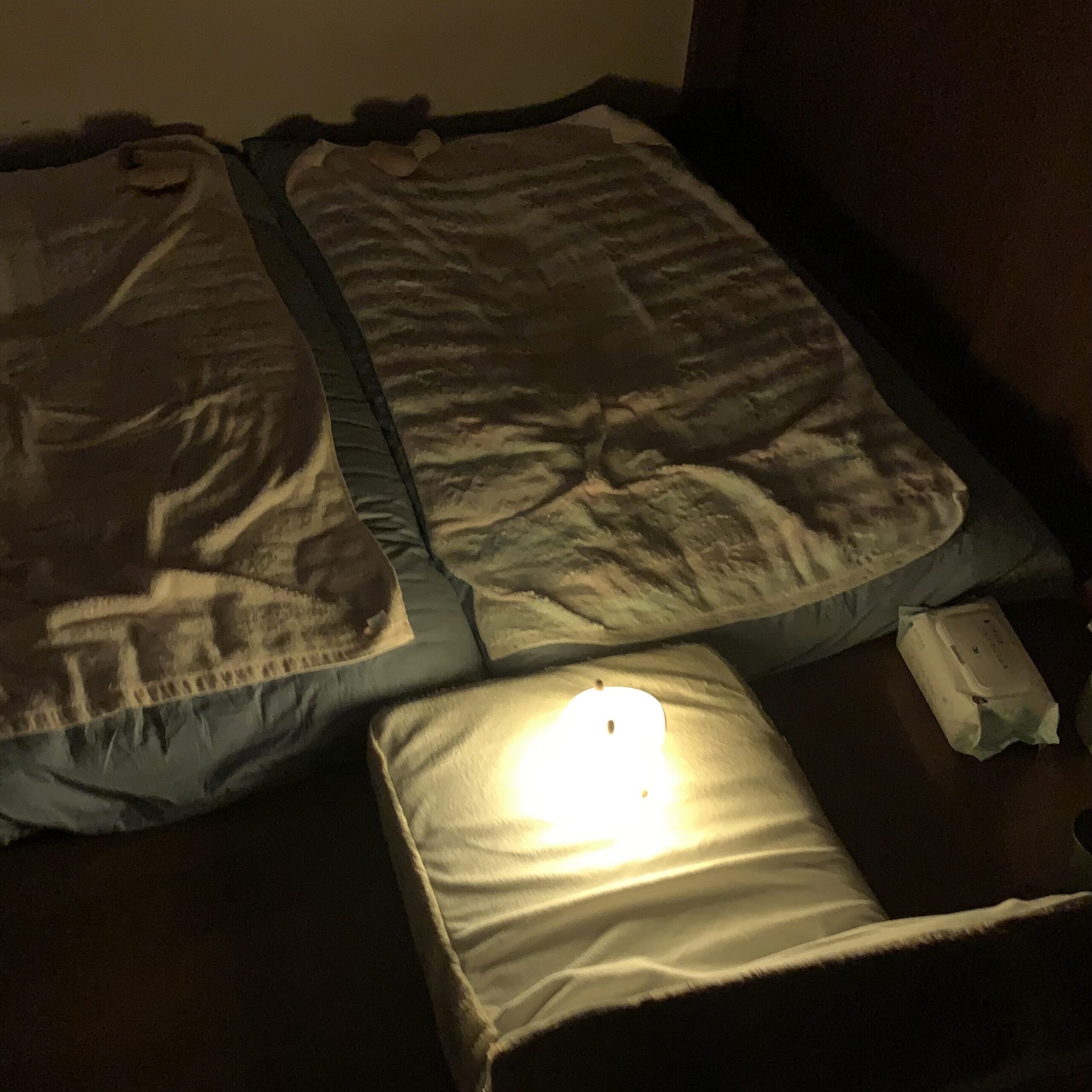 カピバラ ナイトライト 点灯 輝度レベル強