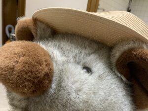 麦わら帽子を被ったブタのぬいぐるみ